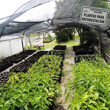 Plantas Para Reforestacion