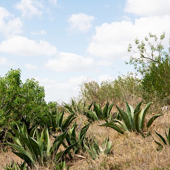 Reforesting Local Fauna