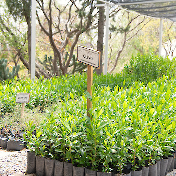 Plants for Reforesting